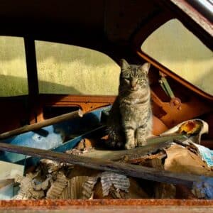 Photo "Do Windshield Replacements Show Up on Carfax?"