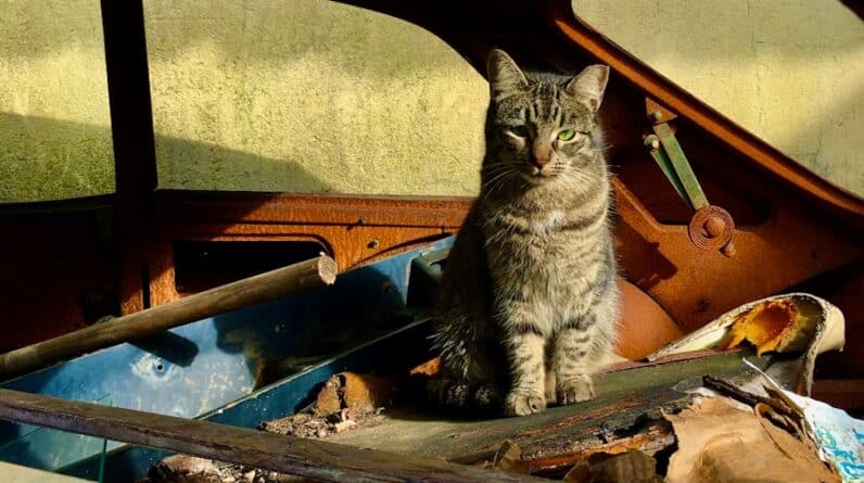 Photo "Do Windshield Replacements Show Up on Carfax?"