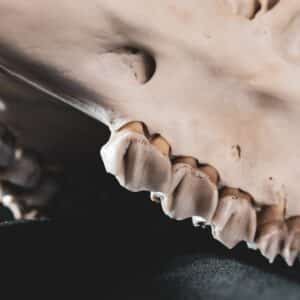Photo Dent Removal